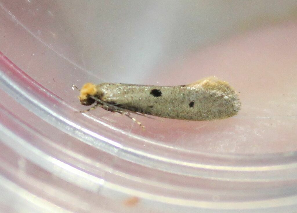 Bird'snest Moth from Netherton, Dudley, UK on June 11, 2023 at 0600