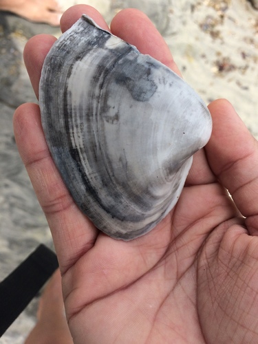 Mactrellona alata