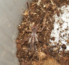 Ammotrechidae