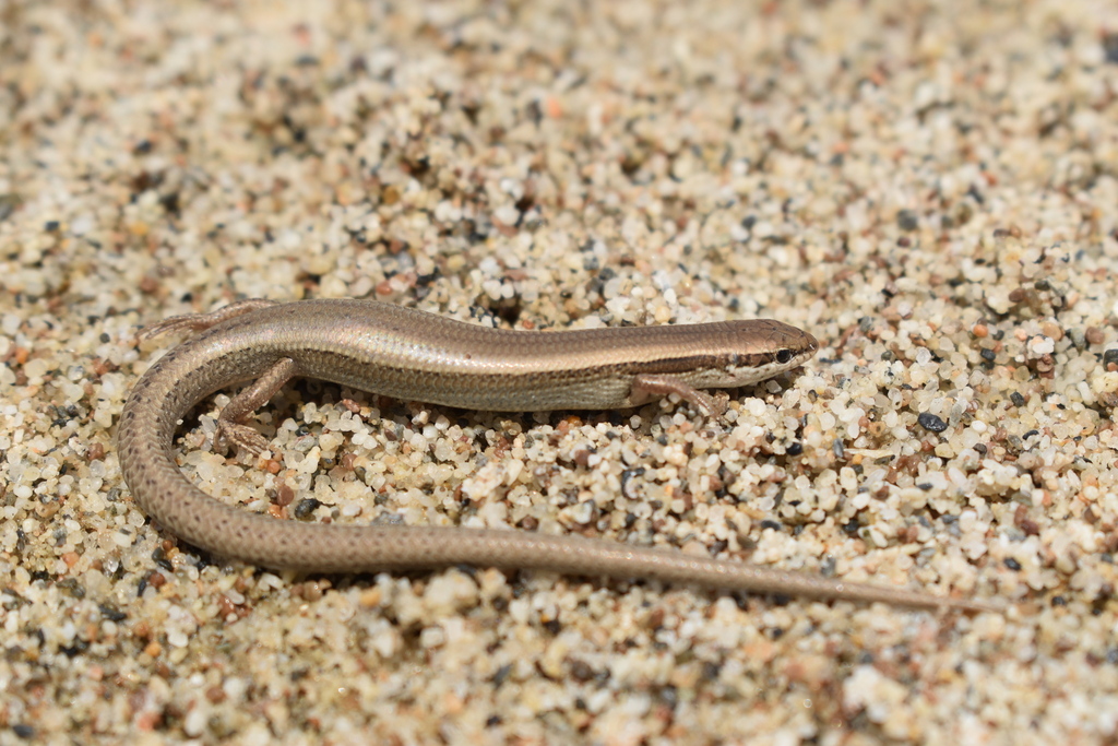 Desert Lidless Skink from Фаришский район, Узбекистан on May 22, 2023 ...