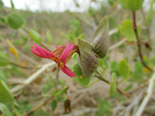 Image of Petalidium coccineum by no rights reserved