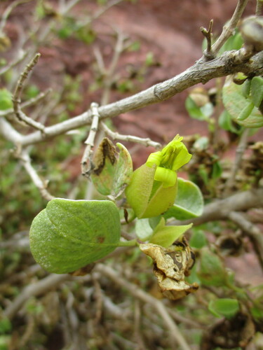 Image of Petalidium coccineum by no rights reserved