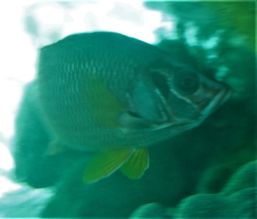 Longspine squirrelfish