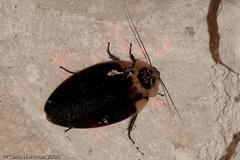 Blaberus craniifer