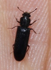 Lyctus carbonarius