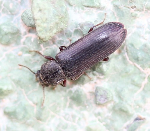 Powderpost beetle photo 2
