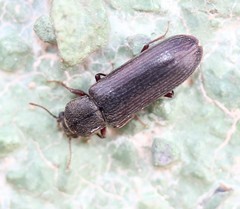Lyctus carbonarius