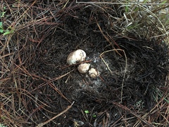 Rhizopogonaceae