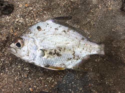 Blinch (Diapterus rhombeus) — Gerreidae — 5