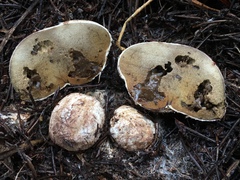 Rhizopogonaceae