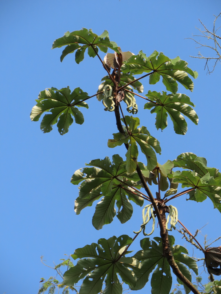 Cecropia mutisiana
