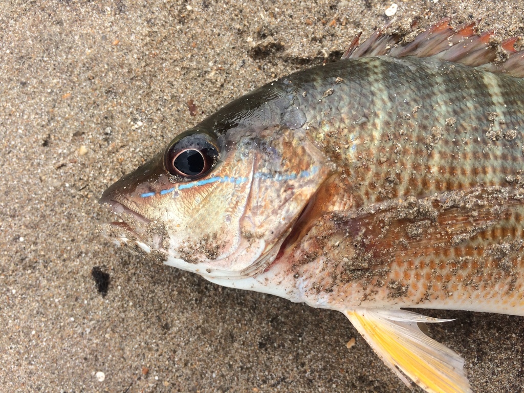Brazilian Snapper