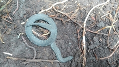 Atractus crassicaudatus