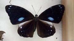 Euploea eunice