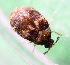 Anthrenus fuscus