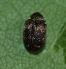 Anthrenus fuscus
