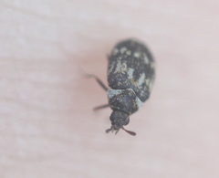 Anthrenus fuscus