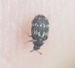 Anthrenus fuscus