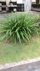 Hymenocallis speciosa