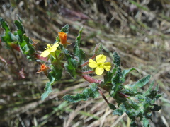 Camissoniopsis hirtella