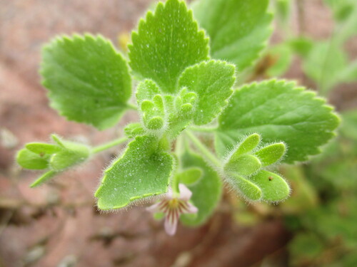 Camptoloma rotundifolium (Camptoloma rotundifolium)