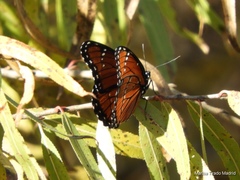 Limenitis archippus obsoleta