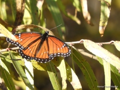 Limenitis archippus obsoleta