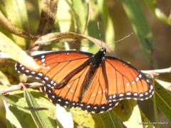 Limenitis archippus obsoleta