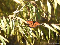 Limenitis archippus obsoleta