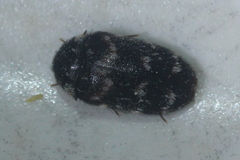 Paranovelsis perplexus