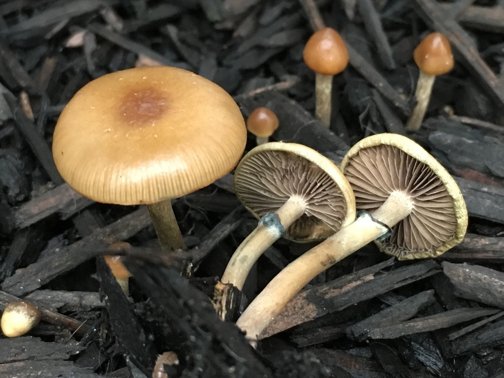 Psilocybe stuntzii