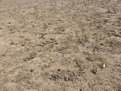 Leptuca leptodactyla