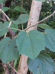 Heliocarpus americanus