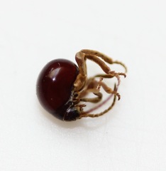 Gibbium aequinoctiale