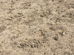 Leptuca leptodactyla