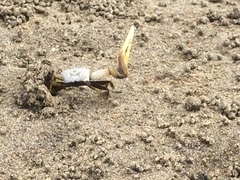 Leptuca leptodactyla