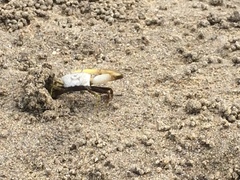 Leptuca leptodactyla