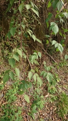 Rubus parviaraliifolius