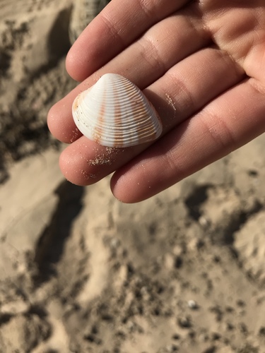 Lamelliconcha concinna