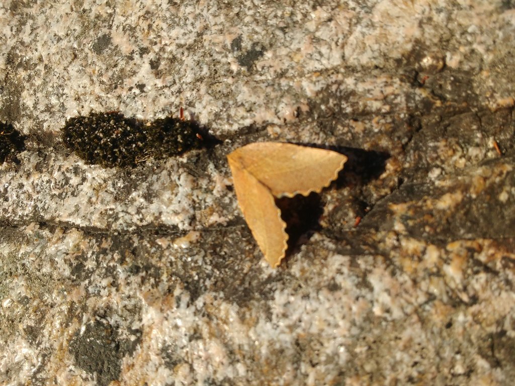 Euangerona valdiviae (Insectos en huertas y jardines de Bariloche ...