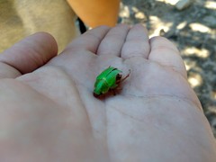 Brachysternus prasinus