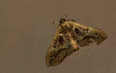 Diaphania costaricalis