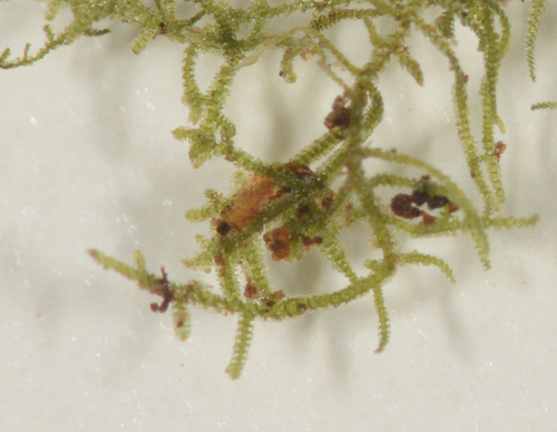 Psiloclada