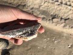 Arca pacifica