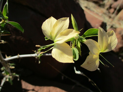 Barleria prionitis image