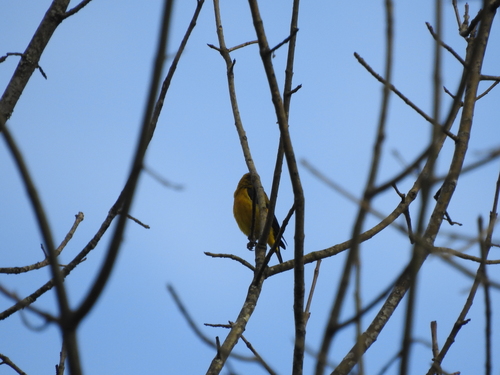 Black-headed Siskin (Spinus notatus), photo 10