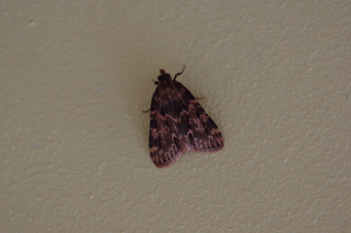 Aglossa caprealis