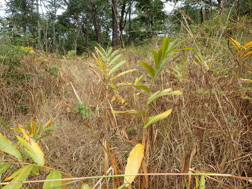 Aframomum angustifolium, photograph 1