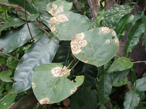Stephania abyssinica