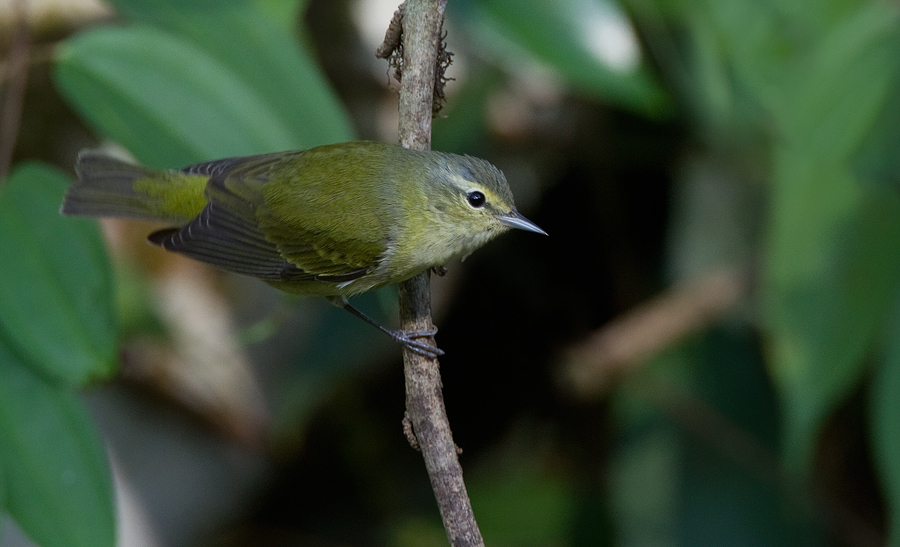 Reinita Verderona, Leiothlypis peregrina